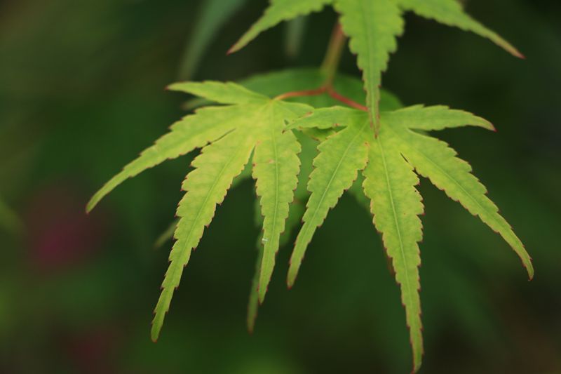 新绿（麻城市法院赵峰） (1)_副本.jpg