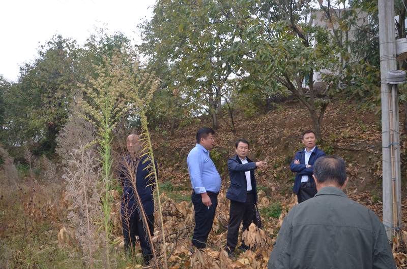 3潘敬秋带领扶贫干部、村干部查看现场.JPG